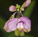 Showy milkwort